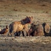 Hyena skvrnita - Crocuta crocuta - Spotted Hyena o6036